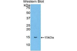 Western Blotting (WB) image for anti-Chemokine (C-C Motif) Ligand 6 (CCL6) (AA 22-116) antibody (ABIN1859882) (CCL6 抗体  (AA 22-116))