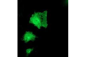 Anti-PNPO mouse monoclonal antibody (ABIN2454781) immunofluorescent staining of COS7 cells transiently transfected by pCMV6-ENTRY PNPO (RC200133). (PNPO 抗体)