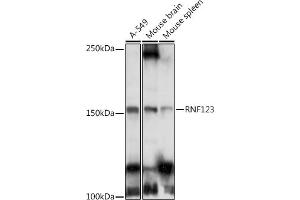 Western blot analysis of extracts of various cell lines, using RNF123 antibody (ABIN6129118, ABIN6147005, ABIN6147006 and ABIN6223534) at 1:1000 dilution. (RNF123 抗体  (AA 1213-1314))