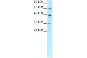 WB Suggested Anti-E2F4 Antibody Titration: 0.