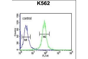 A1 Antibody (C-term) (ABIN651699 and ABIN2840366) flow cytometric analysis of K562 cells (right histogram) compared to a negative control (left histogram). (NPSR1-AS1 抗体  (C-Term))