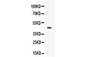 Western blot analysis of CD33 expression in mosue lung extract ( Lane 1). (CD33 抗体  (AA 18-240))