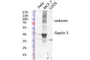 Western Blot (WB) analysis of specific lysis using Septin 3 Polyclonal Antibody. (Septin 3 抗体  (Internal Region))