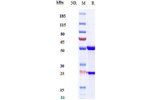 Anti-IL-6 / IFNb2 Reference Antibody (sirukumab) on SDS-PAGE under reducing (R) condition. (Recombinant IL6 (Sirukumab Biosimilar) 抗体)