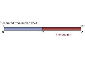 Image no. 3 for anti-PP2A Catalytic alpha (AA 153-309) antibody (ABIN968035) (PP2A Catalytic alpha (AA 153-309) 抗体)