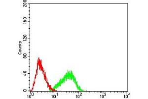 Flow cytometric analysis of HL-60 cells using GITR mouse mAb (green) and negative control (red). (TNFRSF18 抗体  (AA 184-241))