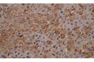 Immunohistochemistry of paraffin-embedded mouse liver using alpha Tubulin Monoclonal Antibody at dilution of 1:200 (alpha Tubulin 抗体)