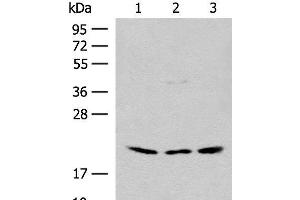 Western blot analysis of HEPG2 and Hela cell Mouse liver tissue lysates using RPL23A Polyclonal Antibody at dilution of 1:300 (RPL23A 抗体)