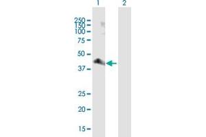 Western Blot analysis of PARD6A expression in transfected 293T cell line by PARD6A MaxPab polyclonal antibody. (PARD6A 抗体  (AA 1-345))