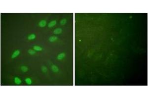 Immunofluorescence (IF) image for anti-Lamin A/C (LMNA) (AA 361-410) antibody (ABIN2888671) (Lamin A/C 抗体  (AA 361-410))