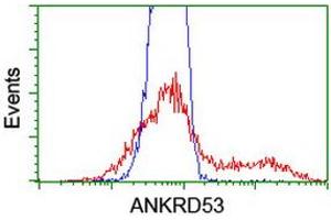 Image no. 6 for anti-Ankyrin Repeat Domain 53 (ANKRD53) (AA 1-300) antibody (ABIN1490719) (ANKRD53 抗体  (AA 1-300))