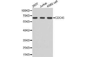 Western blot analysis of extracts of various cell lines, using CDC45 antibody. (CDC45 抗体  (AA 1-270))