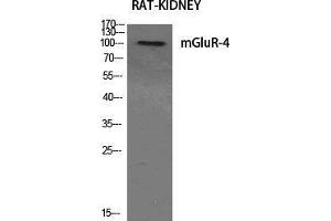 Western Blot (WB) analysis of specific cells using mGluR-4 Polyclonal Antibody. (Metabotropic Glutamate Receptor 4 抗体  (C-Term))
