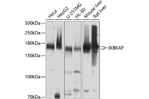 Western blot analysis of extracts of various cell lines, using IKBKAP antibody (ABIN6130369, ABIN6142278, ABIN6142279 and ABIN6214265) at 1:1000 dilution. (IKAP/p150 抗体  (AA 1093-1332))