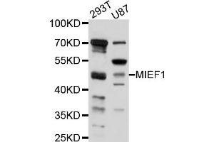 Western blot analysis of extracts of various cell lines, using MIEF1 antibody (ABIN5998230) at 1/1000 dilution. (SMCR7L 抗体)