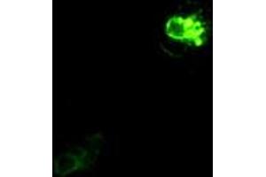 Immunofluorescent staining of Cos7 cells using anti-PROM2 mouse monoclonal antibody (ABIN2452583). (Prominin 2 抗体)