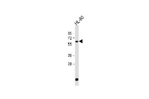 Anti-LIN9 Antibody (N-term) at 1:500 dilution + HL-60 whole cell lysate Lysates/proteins at 20 μg per lane.