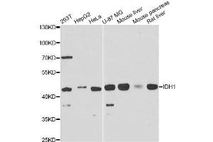 Western blot analysis of extracts of various cell lines, using IDH1 antibody. (IDH1 抗体  (AA 1-414))