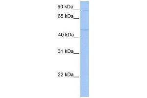 TMTC2 antibody used at 1 ug/ml to detect target protein. (TMTC2 抗体  (N-Term))