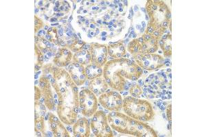 Immunohistochemistry of paraffin-embedded rat kidney using GNAI2 antibody (ABIN6291411) at dilution of 1:100 (40x lens). (GNAI2 抗体)