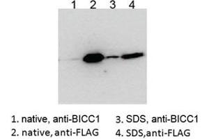 Western blot testing of HEK293 lysate overexpressing human BICC1-FLAG probed with an unrelated BCC1 antibody after immunoprecipitating with either cat # R35086 BICC1 antibody or FLAG antibody in the presence or absence of  SDS. (BICC1 抗体)