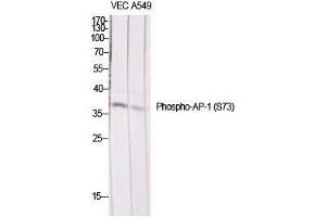 Western Blot (WB) analysis of specific cells using Phospho-AP-1/Jun D (S73/100) Polyclonal Antibody. (JunD 抗体  (pSer73, pSer100))