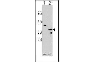Image no. 1 for anti-Protein Arginine Methyltransferase 1 (PRMT1) (C-Term) antibody (ABIN356519) (PRMT1 抗体  (C-Term))