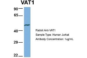 Human Jurkat; Host: Rabbit . (VAT1 抗体  (N-Term))