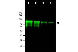 Image no. 1 for anti-MRE11 Meiotic Recombination 11 Homolog A (S. Cerevisiae) (MRE11A) (AA 68-706) antibody (ABIN401319) (Mre11 抗体  (AA 68-706))