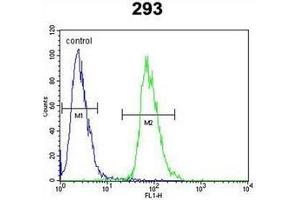 Flow cytometric analysis of 293 cells using ETV5 / ERM Antibody (N-term) Cat. (ETV5 抗体  (N-Term))