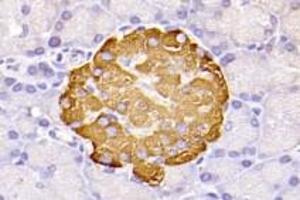Immunohistochemistry (Paraffin-embedded Sections) (IHC (p)) image for anti-omega-3 Fatty Acid Receptor 1 (O3FAR1) antibody (ABIN7074942)