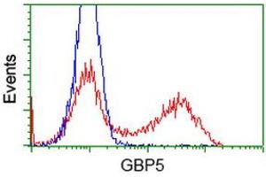 Image no. 3 for anti-Guanylate Binding Protein 5 (GBP5) antibody (ABIN1498408) (GBP5 抗体)