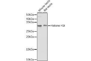 Western blot analysis of extracts of various cell lines, using Histone H1t antibody (ABIN7267716) at 1:1000 dilution. (Histone H1 抗体  (AA 150-207))