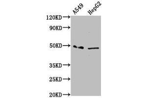 Western Blot Positive WB detected in: A549 whole cell lysate, HepG2 whole cell lysate All lanes: MFSD4A antibody at 3. (MFSD4 抗体  (AA 160-220))