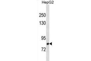 Western Blotting (WB) image for anti-C-Maf Inducing Protein (CMIP) antibody (ABIN3001392) (CMIP 抗体)