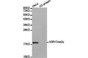 Western blot analysis of extracts of HeLa cell line and H3 protein expressed in E. (Histone 3 抗体  (H3R17me2s))