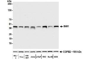 anti-BMI1 Polycomb Ring Finger Oncogene (BMI1) (AA 250-300) antibody