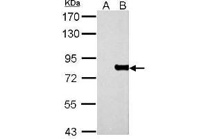 WB Image MX1 antibody detects MX1 protein by Western blot analysis. (MX1 抗体  (Center))