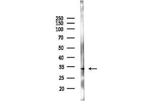 Western blot analysis of lysates from Rat brain, using OR8 Antibody at 1/1000 dilution.