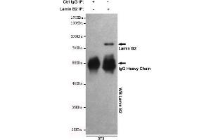 Immunoprecipitation analysis of 3T3 cell lysates using Lamin B2 mouse mAb. (Lamin B2 抗体)
