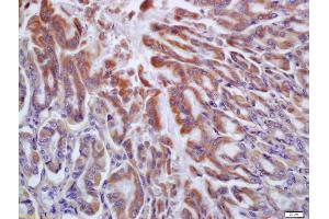 Formalin-fixed and paraffin embedded mouse stomach labeled with Anti-HRH2 Polyclonal Antibody, Unconjugated (ABIN719621) at 1:200 followed by conjugation to the secondary antibody and DAB staining (HRH2 抗体  (AA 161-259))