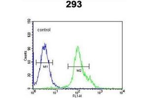 Flow cytometric analysis of 293 cells using NXPH1 Antibody (N-term) Cat.