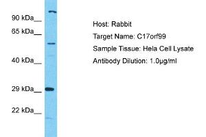 Host: Rabbit Target Name: C17orf99 Sample Type: Hela Whole Cell lysates Antibody Dilution: 1. (C17ORF99 抗体  (N-Term))
