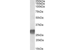 ABIN571118 (2µg/ml) staining of Human Lymph Node lysate (35µg protein in RIPA buffer). (LAIR1 抗体  (Internal Region))