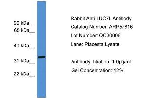 WB Suggested Anti-LUC7L  Antibody Titration: 0. (LUC7L 抗体  (Middle Region))