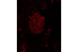 Immunofluorescence analysis of mouse pancreas tissue, using Mnx1 polyclonal antibody  . (MNX1 抗体)