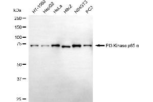 Western blotting analysis using PI3 Kinase p85 alpha antibody (ABIN7799813). (Recombinant PIK3R1 抗体)