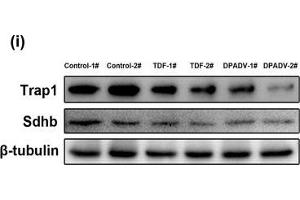 Western Blotting (WB) image for anti-TNF Receptor-Associated Protein 1 (TRAP1) antibody (ABIN2855258)