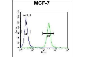 FA20A Antibody (N-term) (ABIN651160 and ABIN2840105) flow cytometric analysis of MCF-7 cells (right histogram) compared to a negative control cell (left histogram). (FAM20A 抗体  (N-Term))