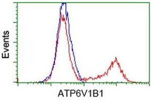 HEK293T cells transfected with either RC209462 overexpress plasmid (Red) or empty vector control plasmid (Blue) were immunostained by anti-ATP6V1B1 antibody (ABIN2454412), and then analyzed by flow cytometry. (ATP6V1B1 抗体)